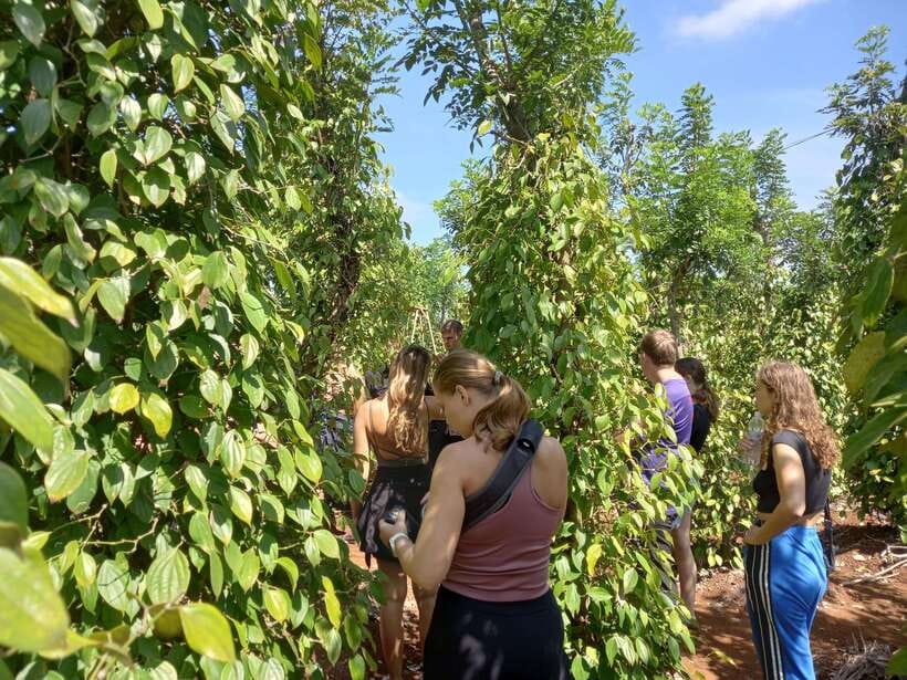 1 Day Easy Rider Tour in Dalat–Villages, Farms & Waterfalls - Coffee plantation time: weasel coffee and how farming fits the story