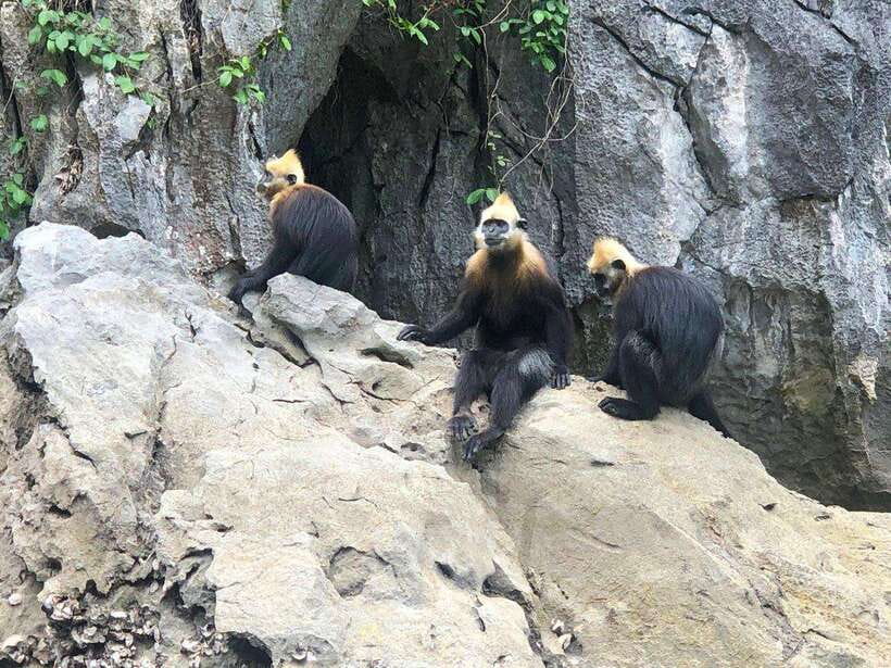 2 Days 1 Night Adventure: Cat Ba National Park, Lan Ha Bay - The Viet Hai village homestay: simple life, practical comfort