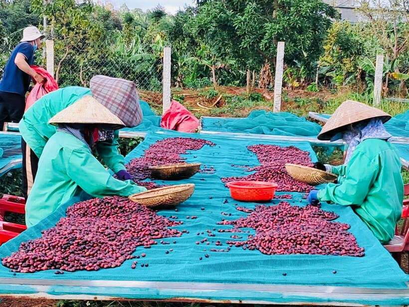 Buon Ma Thuot: Bean to Brew Coffee Farm Tour with Tasting - Organic vs Conventional: What You’ll Learn Without the Lecture