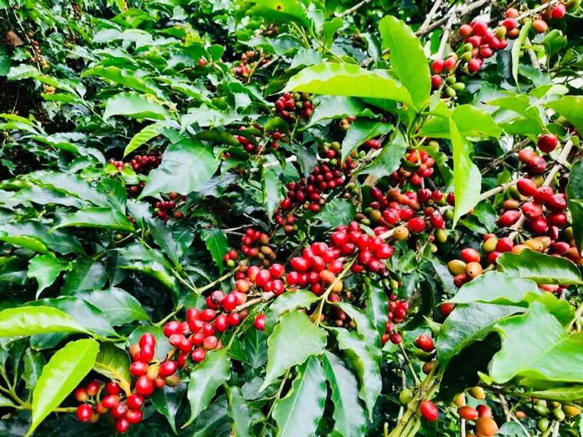 Buon Ma Thuot: Bean to Brew Coffee Farm Tour with Tasting - Your First Stop: Coffee Garden Care You Can Actually Picture