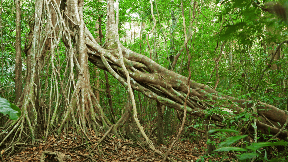 Cat Tien National Park with Crocodile Lake - Why Cat Tien Works: Trails, Night Wildlife, and a Real Crocodile Lake