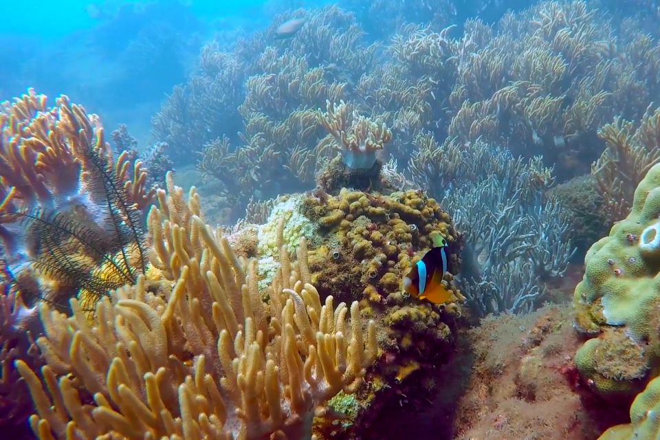 Cham Island: Underwater Walking & Snorkeling Tour - Bai Chong Beach seafood lunch and hammock downtime