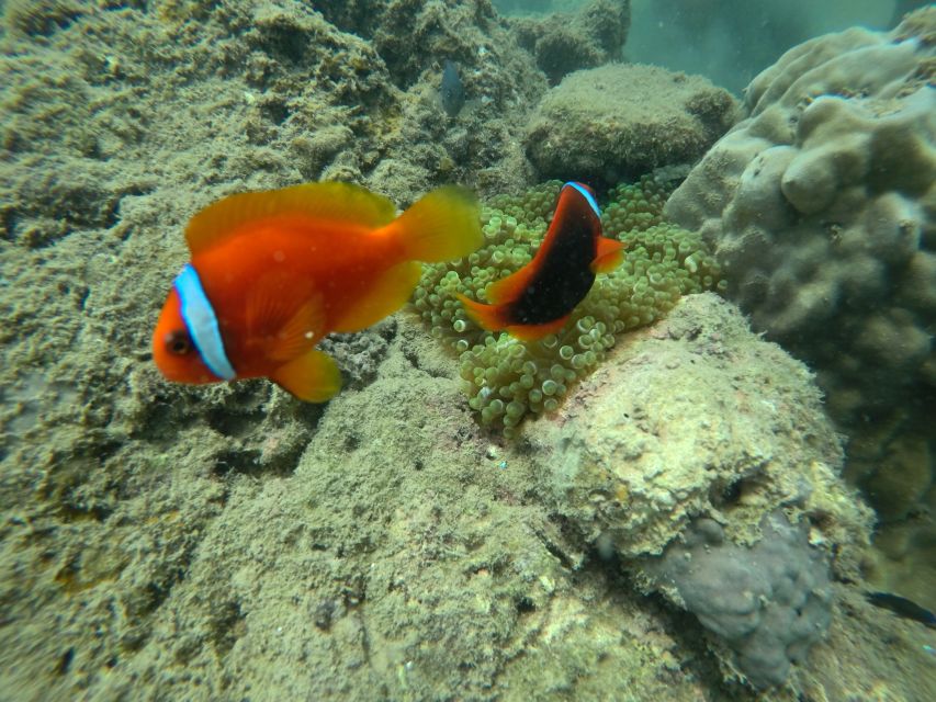 Cham Island: Underwater Walking & Snorkeling Tour - What to bring so the day feels easy