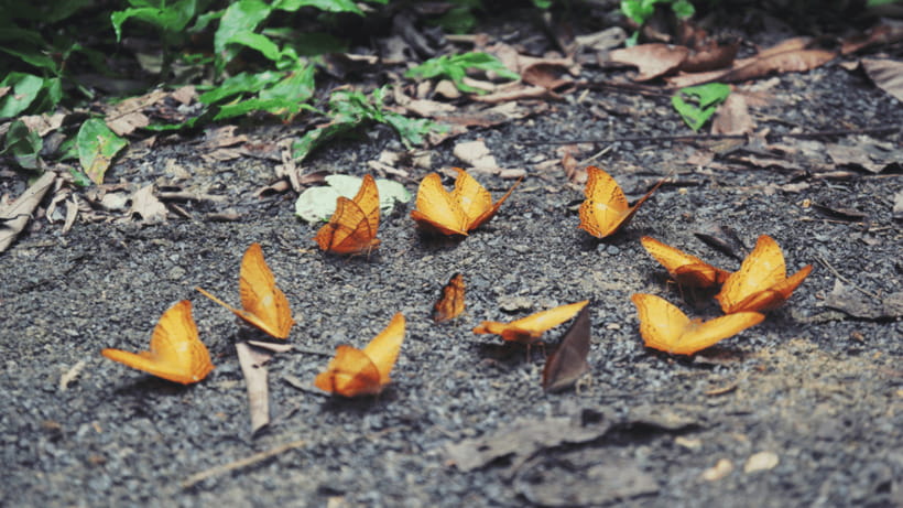 Cuc Phuong National Park Hiking Tour - What to Bring for a Comfortable Jungle Day