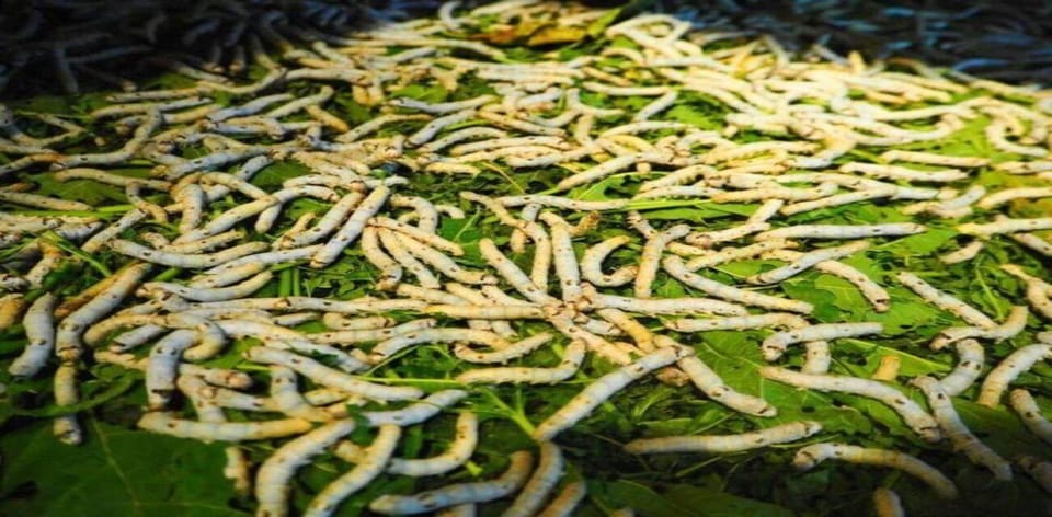 Discover Traditional Silk Process in Hoi An Silk Village - Key highlights you’ll care about