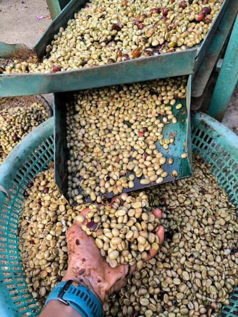 Experience specialty coffee with sustainable coffee farmers - Price and time: is $14 a good deal?
