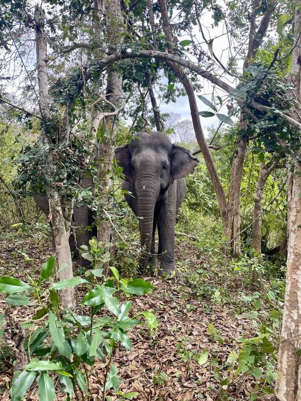 Exploring Don Village & Yok Don National Park - Conservation, wildlife, and the rules you must follow