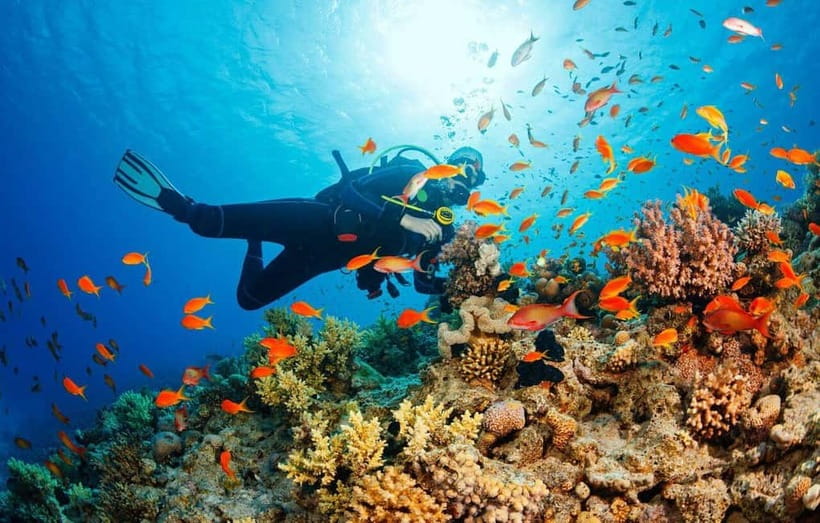 From Da Nang/Hoi An: Cham Islands Tour with Snorkeling - Key highlights worth your attention