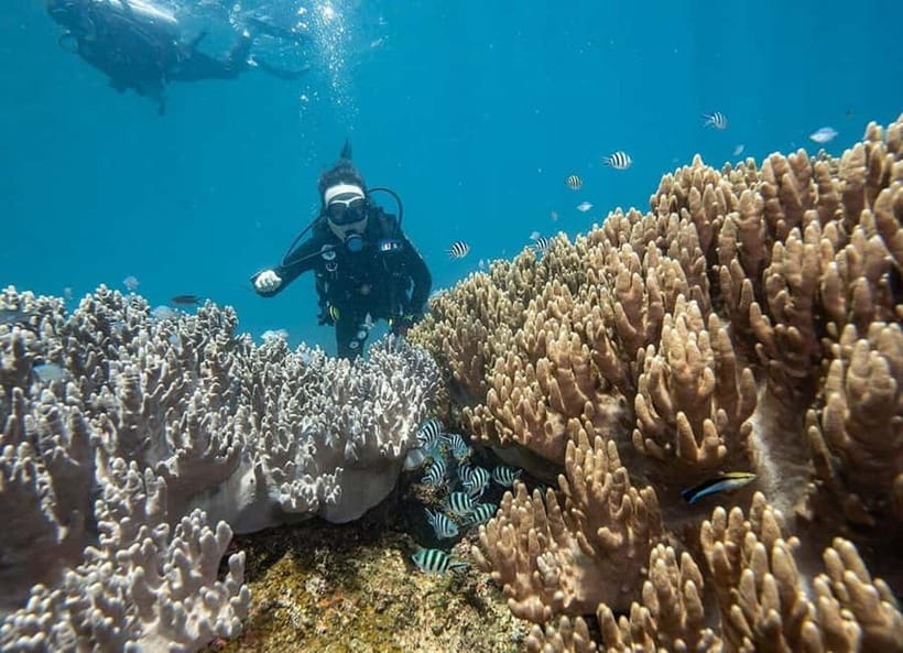 From Da Nang/Hoi An: Cham Islands Tour with Snorkeling - Price and logistics: what’s included, what costs extra, and how to avoid surprises