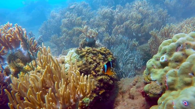 From Da Nang/Hoi An: Cham Islands Tour with Snorkeling - FAQ