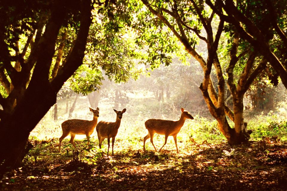 From Ha Noi Cuc Phuong National Park - Key things that make this day trip worth your time