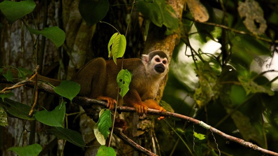 From Ha Noi Cuc Phuong National Park - Endangered Primate Rescue Center and the botanical garden: learning with real-world context