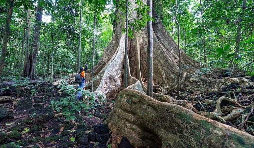 From HCM: Cat Tien Park Jungle Day Trip with Optional 2D1N - Tà Lài Cocoa Garden: where the chocolate story starts