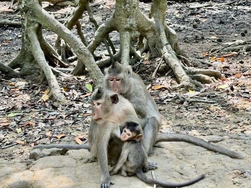 From Ho Chi Minh: Can Gio Monkey Island & Mangrove Tour - Speedboat through the mangroves to Sac Guerrilla Base