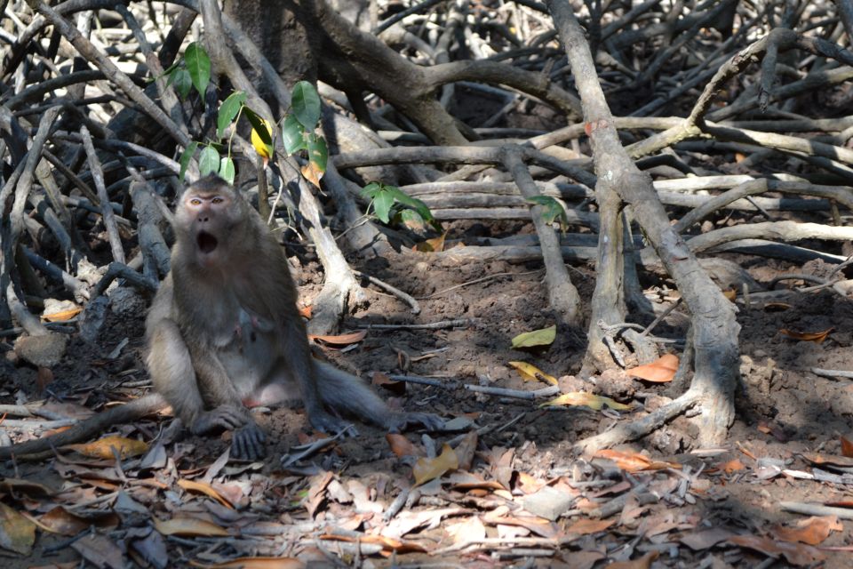 HCM:Can Gio Mangrove Forest Tour-Monkey Island - Price and value: is $37 a good deal?