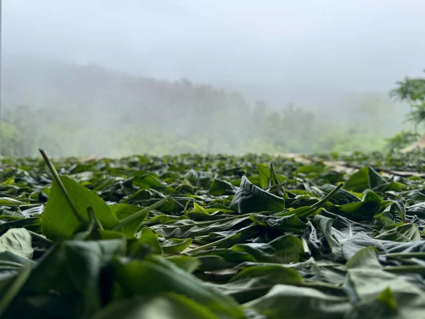 Vietnam Tea Tasting - Giang Egg Coffee & Train Street Visit - Who This Tour Fits Best